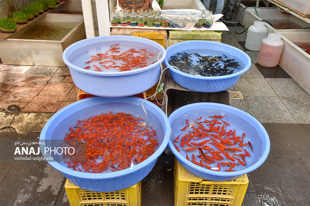 بازار خرید سبزی و ماهی نوروزی