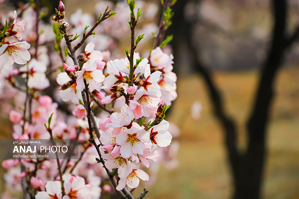 پاگشای شکوفه های بهاری در جلفا