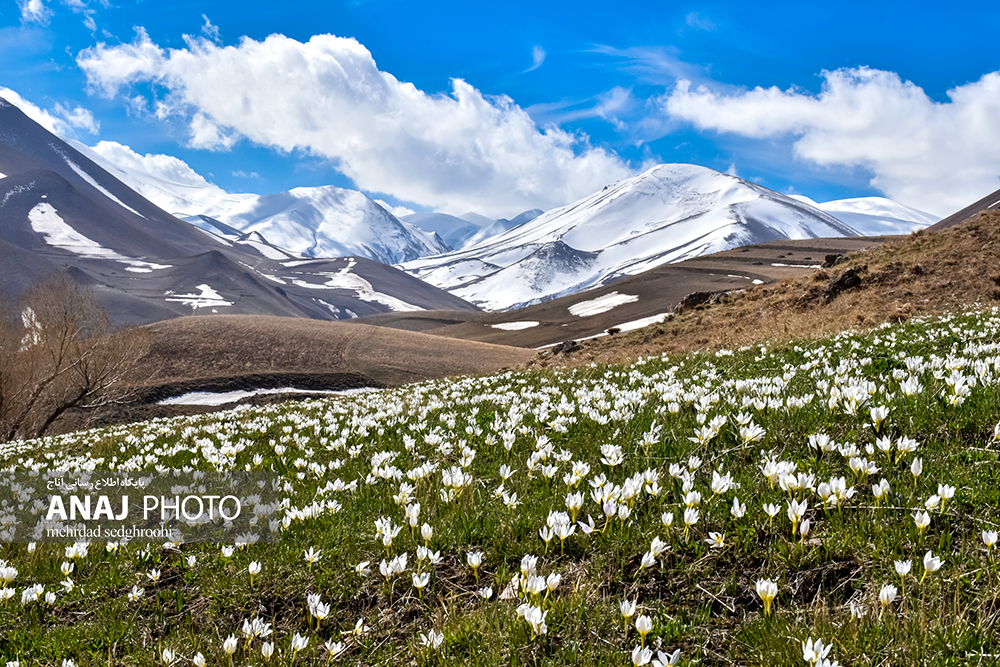 رویش گل های نوروزی در دامنه های سهند