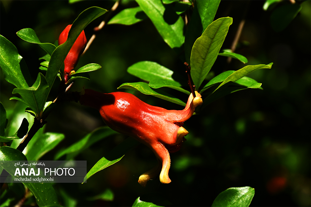 شکوفه های زیبای درختان انار در جلفا