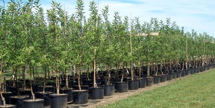 تولید 25 میلیون نهال در آذربایجان‌شرقی