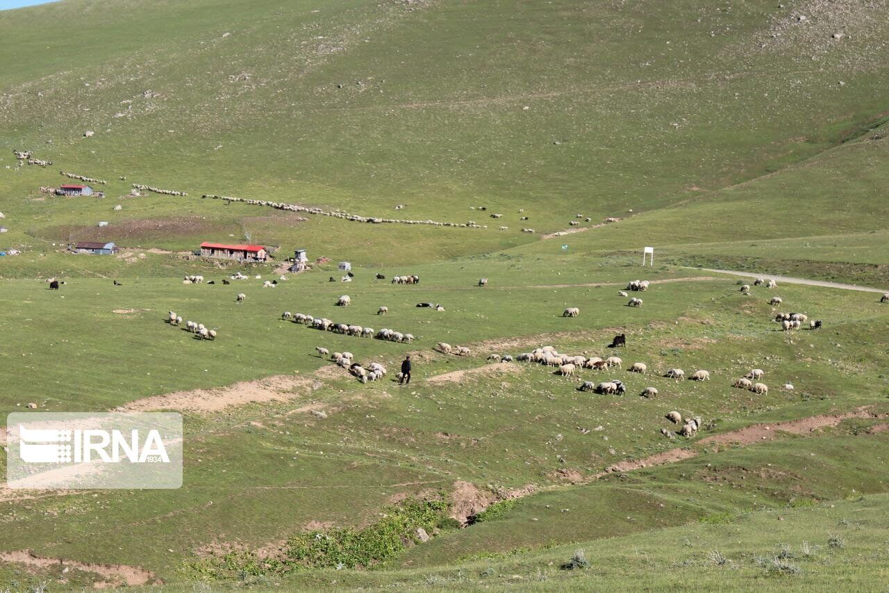 ورود زود هنگام دامداران به مراتع آذربایجان‌شرقی ممنوع است