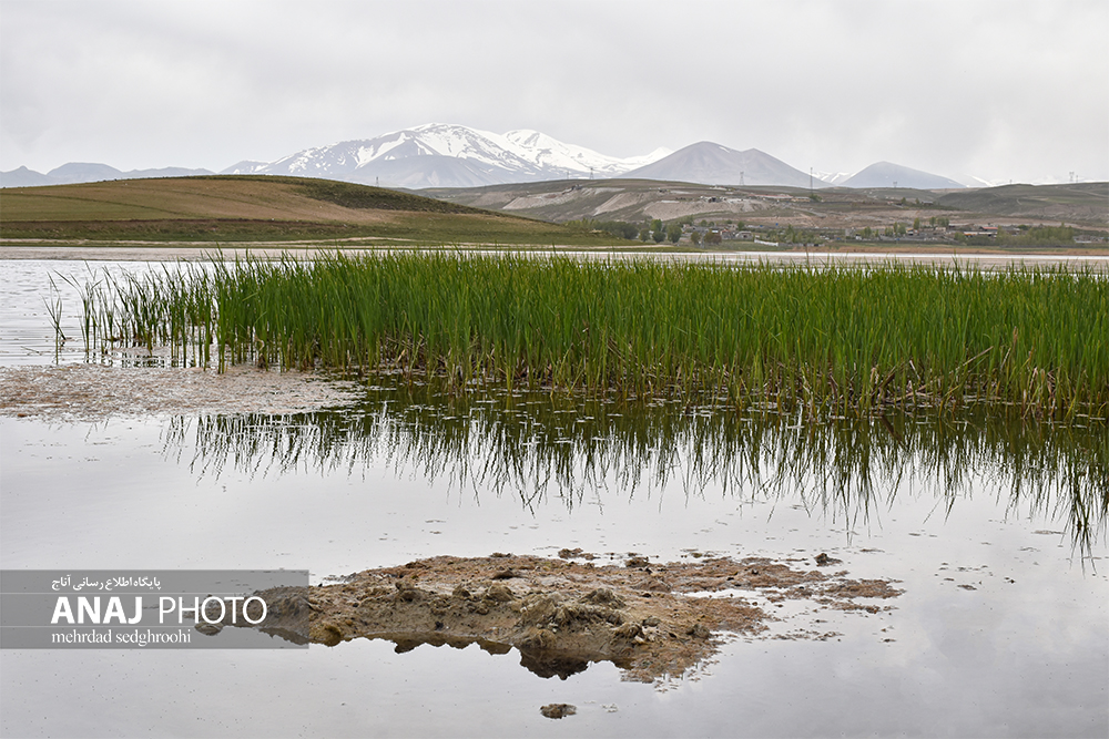 آخرین وضعیت احیای تالاب قوری گل