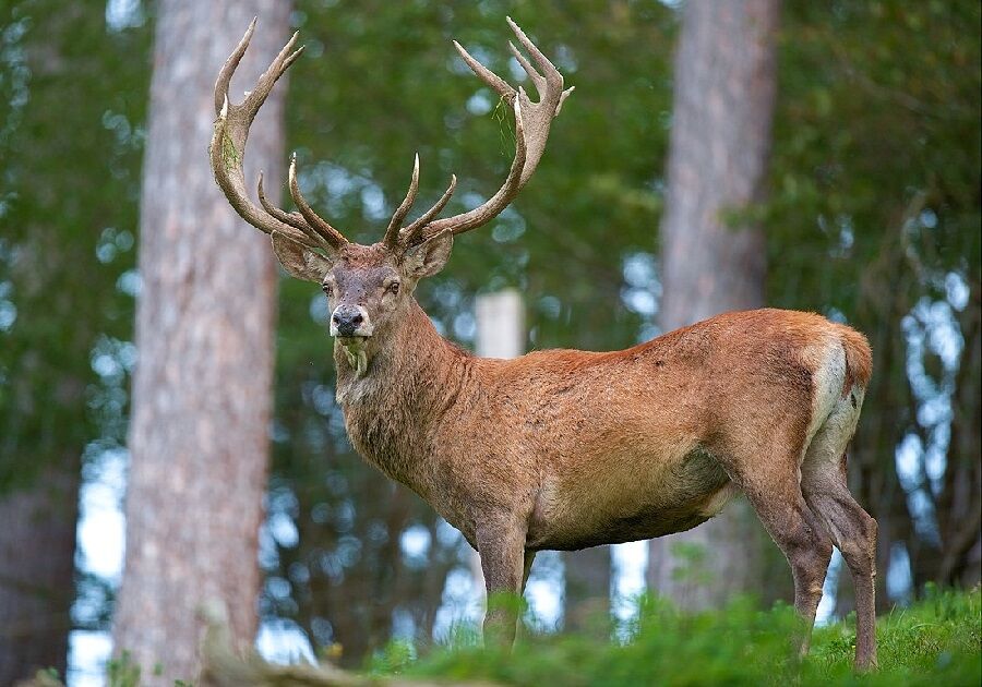 علت مرگ مارال نر در ارسباران چه بود؟