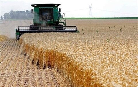 پیش بینی تولید ۴۶۰ هزار تن گندم در آذربایجان‌شرقی