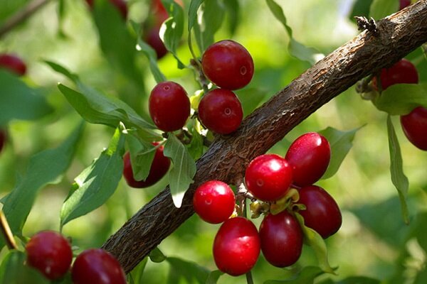 رتبه دوم آذربایجان‌شرقی در تولید زغال اخته