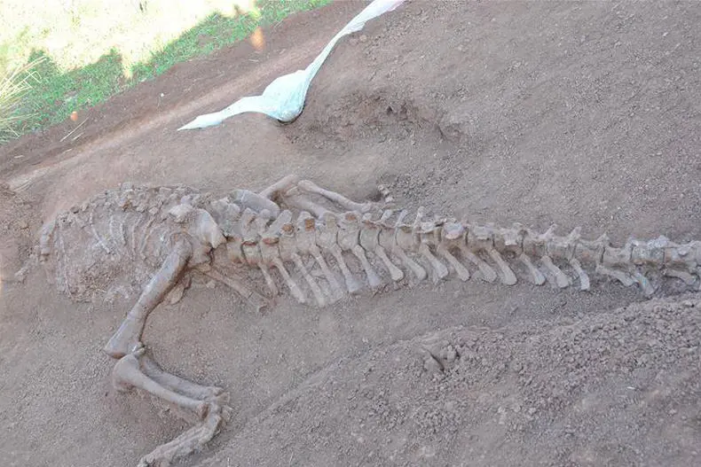 کشف محدوده جدید با فسیل‌های ۹ میلیون ساله در مراغه