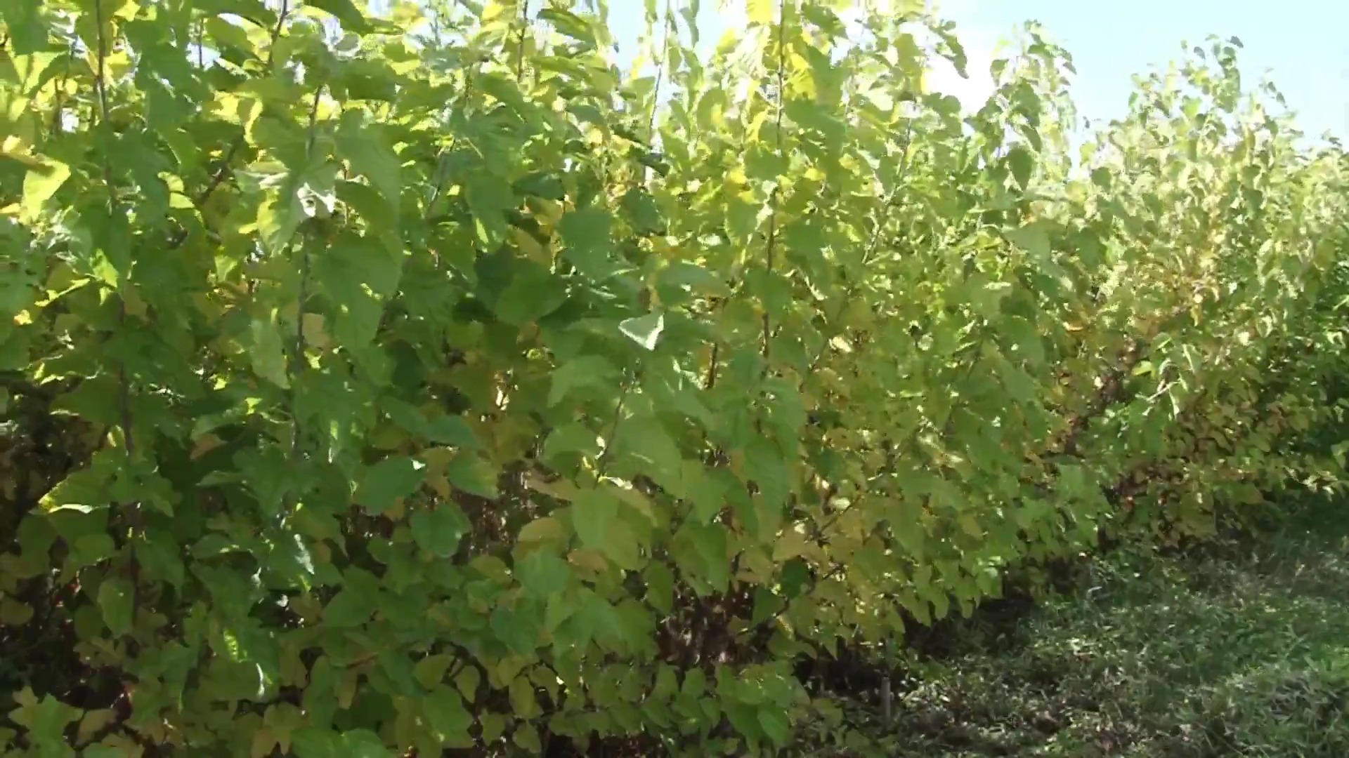 تولید نهال‌های میوه کم آب‌بَر در دانشگاه آزاد مراغه