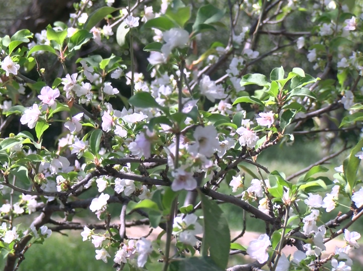 شکوفه دادن درختان آلوچه در پاییز مراغه