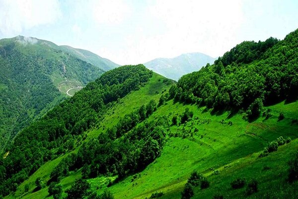 «جنگل دیزمار» ایران ثبت جهانی شد