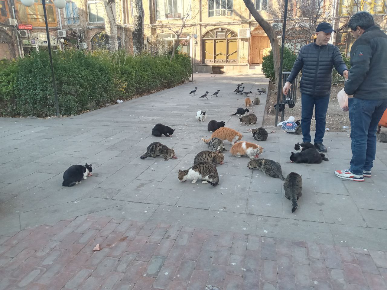 داستان مرد تبریزی که بیش‌ از ۲۲ سال به گربه‌ها غذا می‌دهد