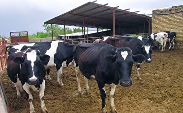 افزایش ۱۵.۶۹درصدی لقاح مصنوعی دام در آذربایجان‌شرقی