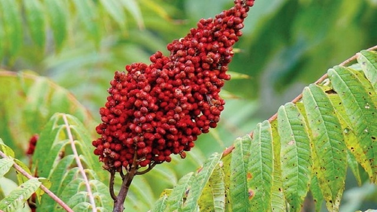 کشت سماق در اهر