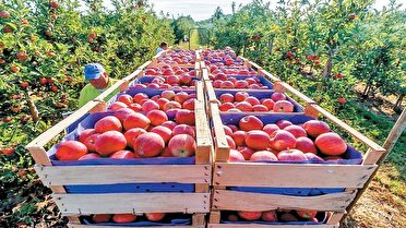 صادرات ۳۶۰ میلیون دلاری محصولات کشاورزی از آذربایجان شرقی