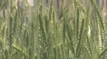 خودکفایی ایران در تولید بذر اصلاح شده گندم دیم