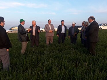 رعایت توصیه‌های فنی راهکار کنترل خسارت در دیم‌زار‌ها