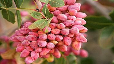 اسکو، رتبه نخست تولید پسته در آذربایجان شرقی