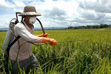 هشدار به کشاورزان درباره ریزش سن غلات در مزارع