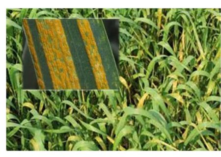 مبارزه با بیماری زنگ زرد در ۶۸۲۵ هکتار از مزارع آذربایجان شرقی