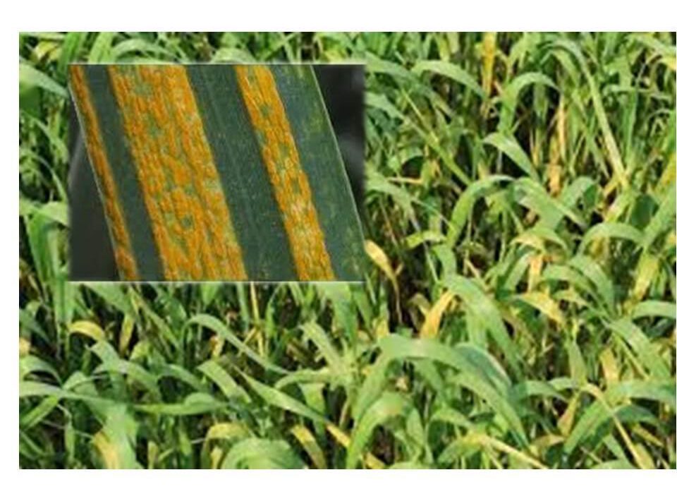 مبارزه با بیماری زنگ زرد در ۶۸۲۵ هکتار از مزارع آذربایجان شرقی