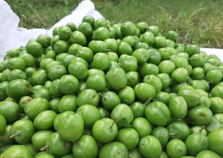 رتبه دوم آذربایجان شرقی در تولید گوجه سبز