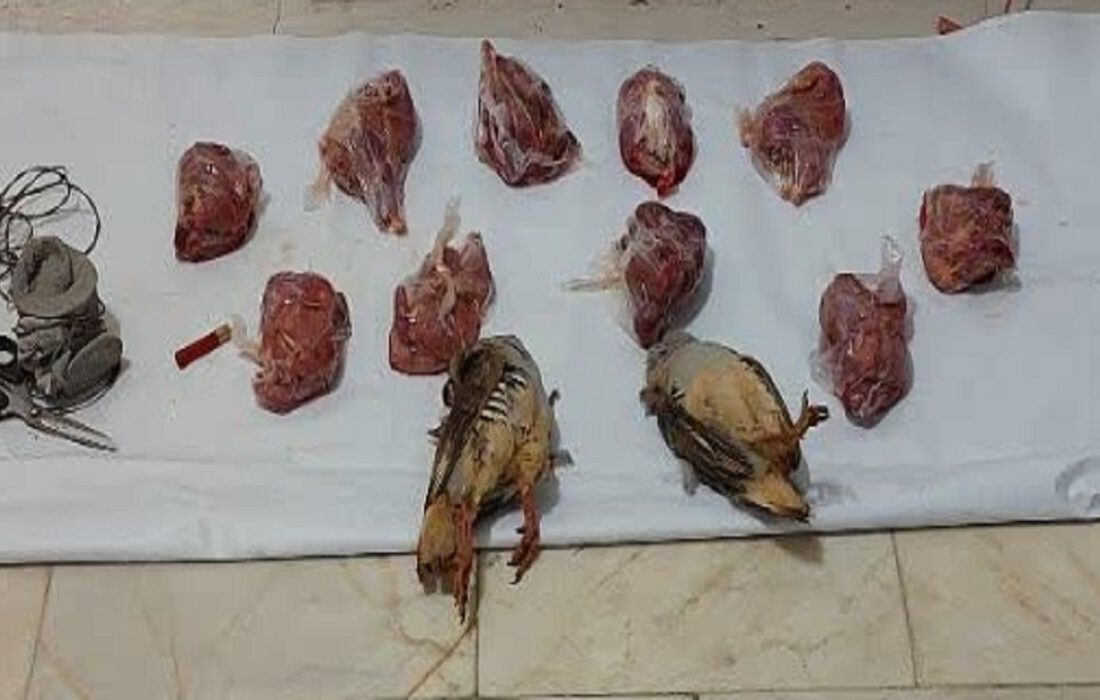 دستگیری شکارچیان غیرمجاز کبک در مراغه