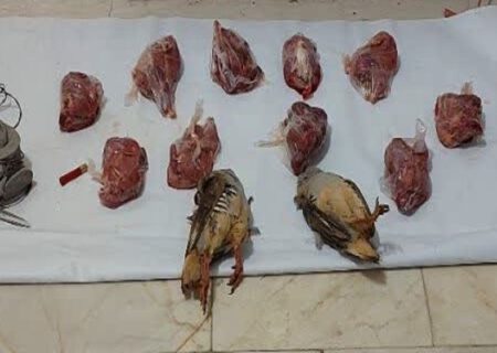دستگیری شکارچیان غیرمجاز کبک در مراغه