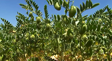 معرفی لاین‌های جدید نخود با عملکرد بالا در کشور