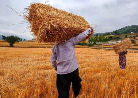 پیش‌بینی تولید ۶ میلیون تن گندم در دیم‌زار‌های کشور