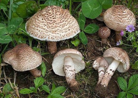 مسمومیت ۲۲ نفر در چاراویماق با قارچ