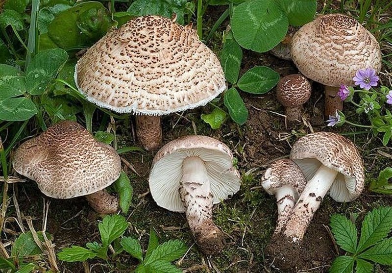 مسمومیت ۲۲ نفر در چاراویماق با قارچ