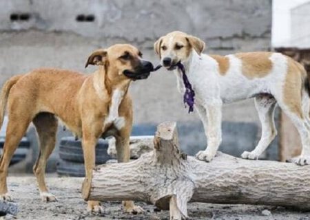 غذارسانی، عامل اصلی افزایش تعداد سگ‌های بلاصاحب است