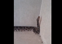 زنده گیری مار عظیم الجثه در عجب شیر