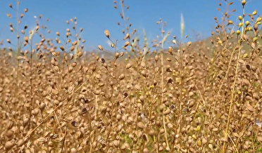 آغاز برداشت کاملینا از مزارع شهرستان اهر
