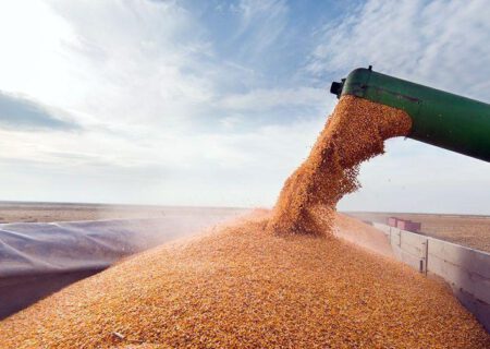 تولید 5 میلیون تن گندم در دیم‌زار‌های کشور