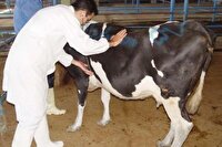 کاهش بیماری تب برفکی در آذربایجان‌شرقی