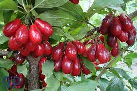 رتبه دوم آذربایجان‌شرقی در تولید زغال اخته در کشور