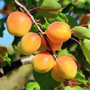 آغاز برداشت زردآلو از باغات مرند