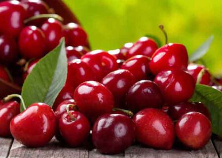 رتبه دوم آذربایجان شرقی در تولید آلبالو