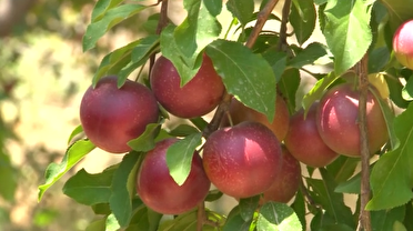 پیش‌بینی برداشت ۲۸ هزار تن آلوچه از باغات مراغه