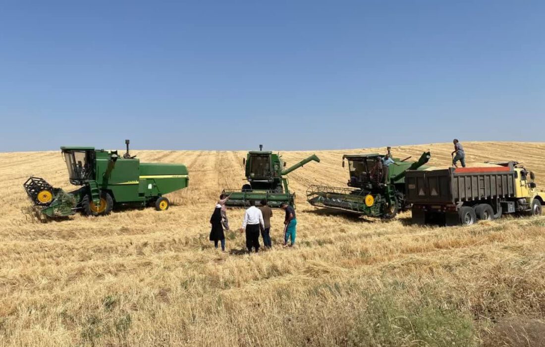 افزایش ۴۰ درصدی خرید گندم از کشاورزان مراغه