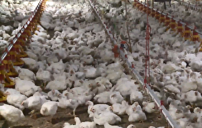 ضرورت تخصیص آب به واحد‌های مرغ‌داری مراغه