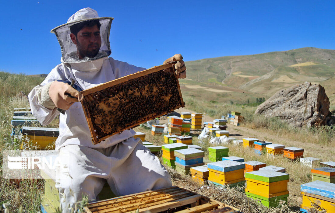 کام عسلی زنبورداران مراغه با برداشت عسل