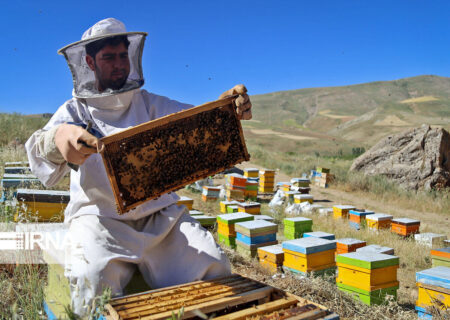 کام عسلی زنبورداران مراغه با برداشت عسل