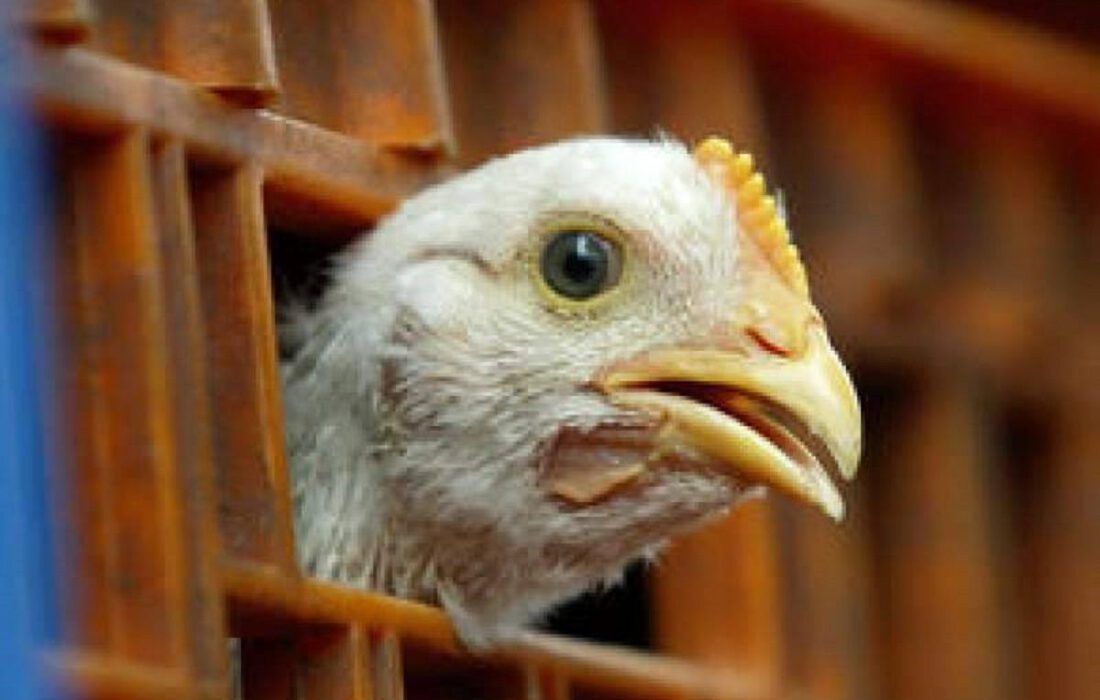 توقیف خودروی حمل غیرمجاز طیور در اسکو