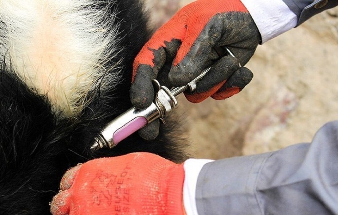 واکسیناسیون ۹۲ درصد جمعیت دامی آذربایجانشرقی