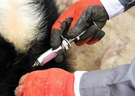 واکسیناسیون ۹۲ درصد جمعیت دامی آذربایجان‌شرقی