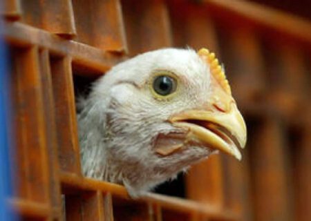 توقیف خودروی حمل غیرمجاز طیور در اسکو