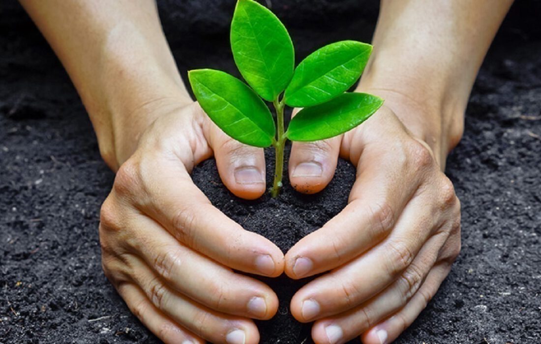 تولید بیش از ۳۰ میلیون اصله نهال در آذربایجانشرقی