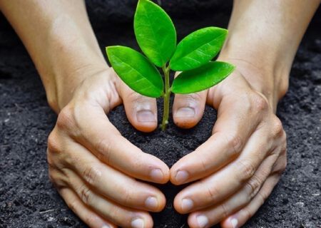 تولید بیش از ۳۰ میلیون اصله نهال در آذربایجان‌شرقی